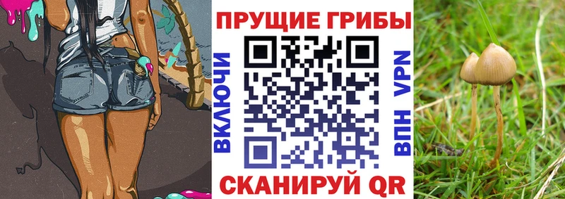 Купить Боровичи Псилоцибиновые грибы GOLDEN TEACHER